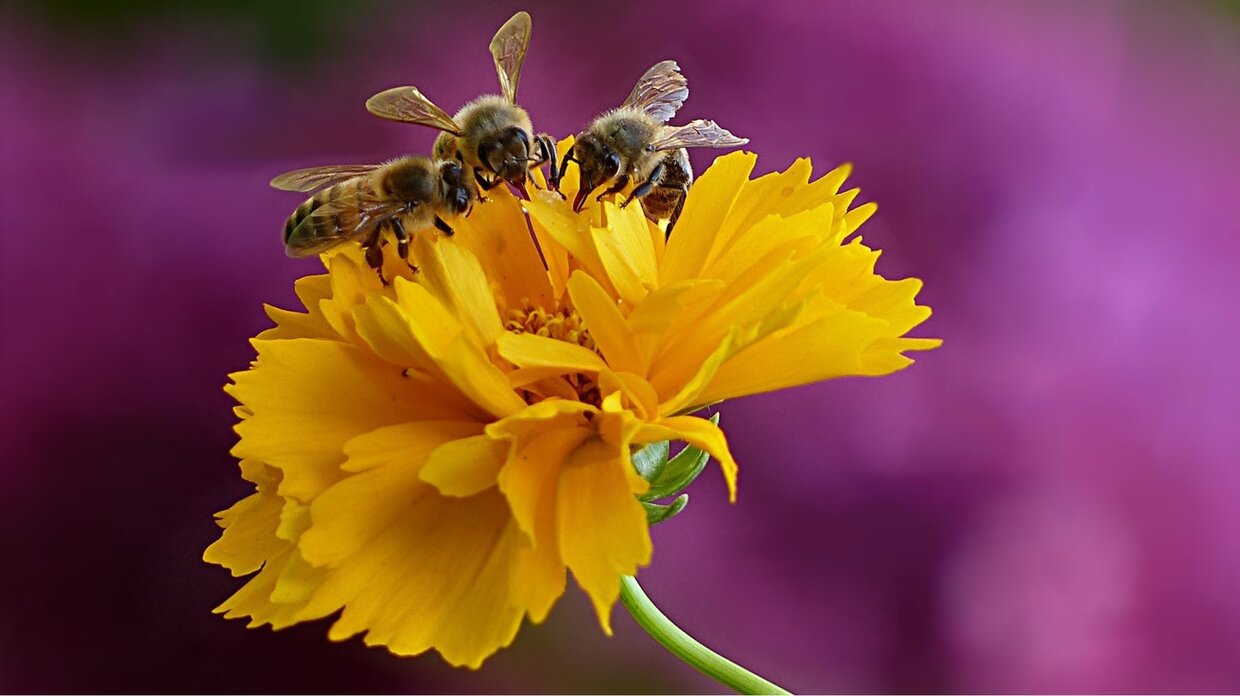Bienen auf Blüte. Nachhaltigkeit bei Lithonplus.