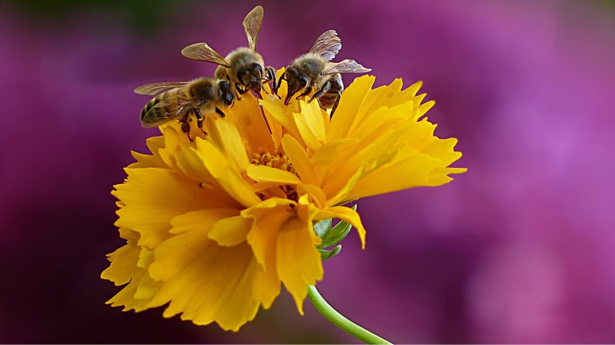Bienen auf Blüte. Nachhaltigkeit bei Lithonplus.